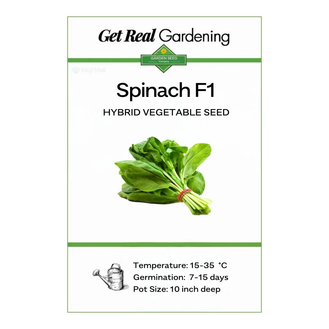 Spinach – F1 Hybrid Seeds - Image 2