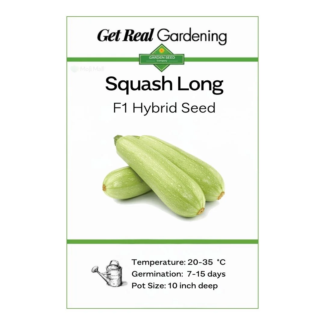 Squash Long – F1 Hybrid (Approx. 6–10 Seeds) - Image 2
