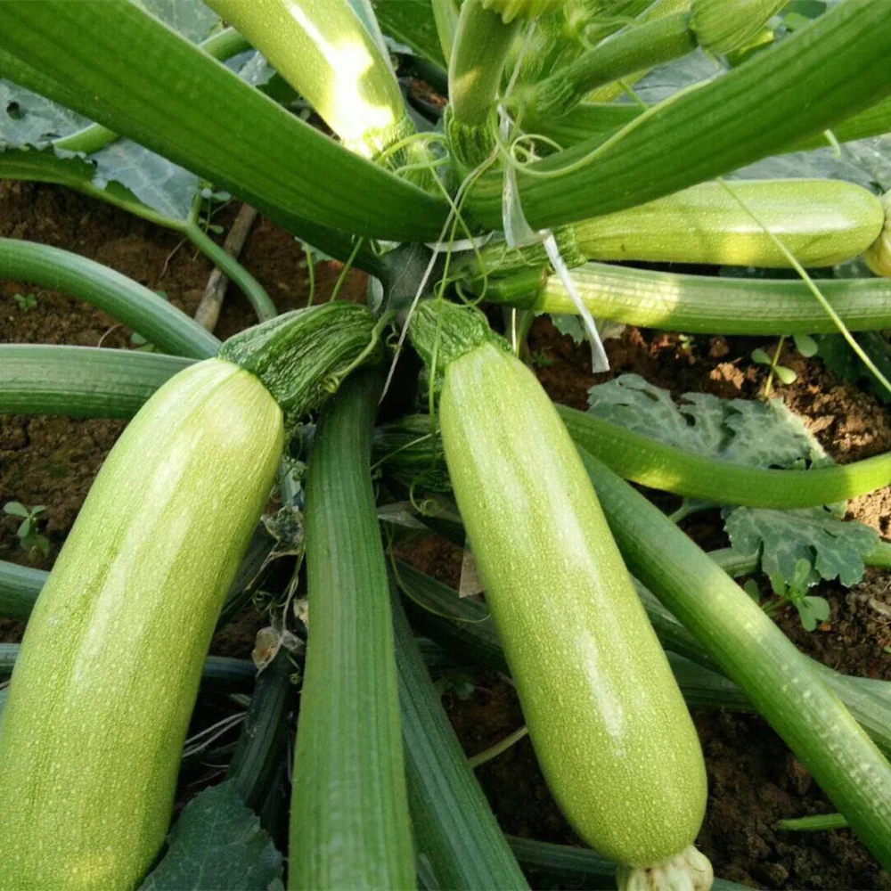 Squash Long – F1 Hybrid (Approx. 6–10 Seeds) - Image 3