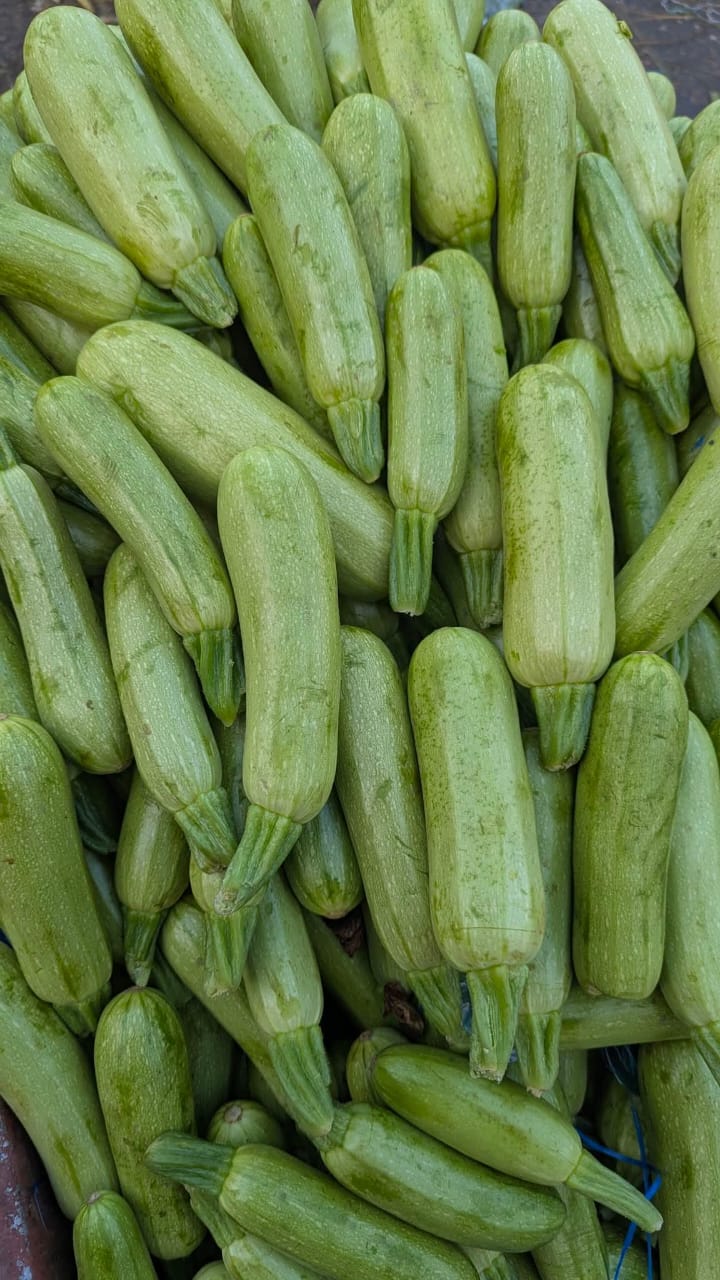 Squash Long – F1 Hybrid (Approx. 6–10 Seeds) - Image 5