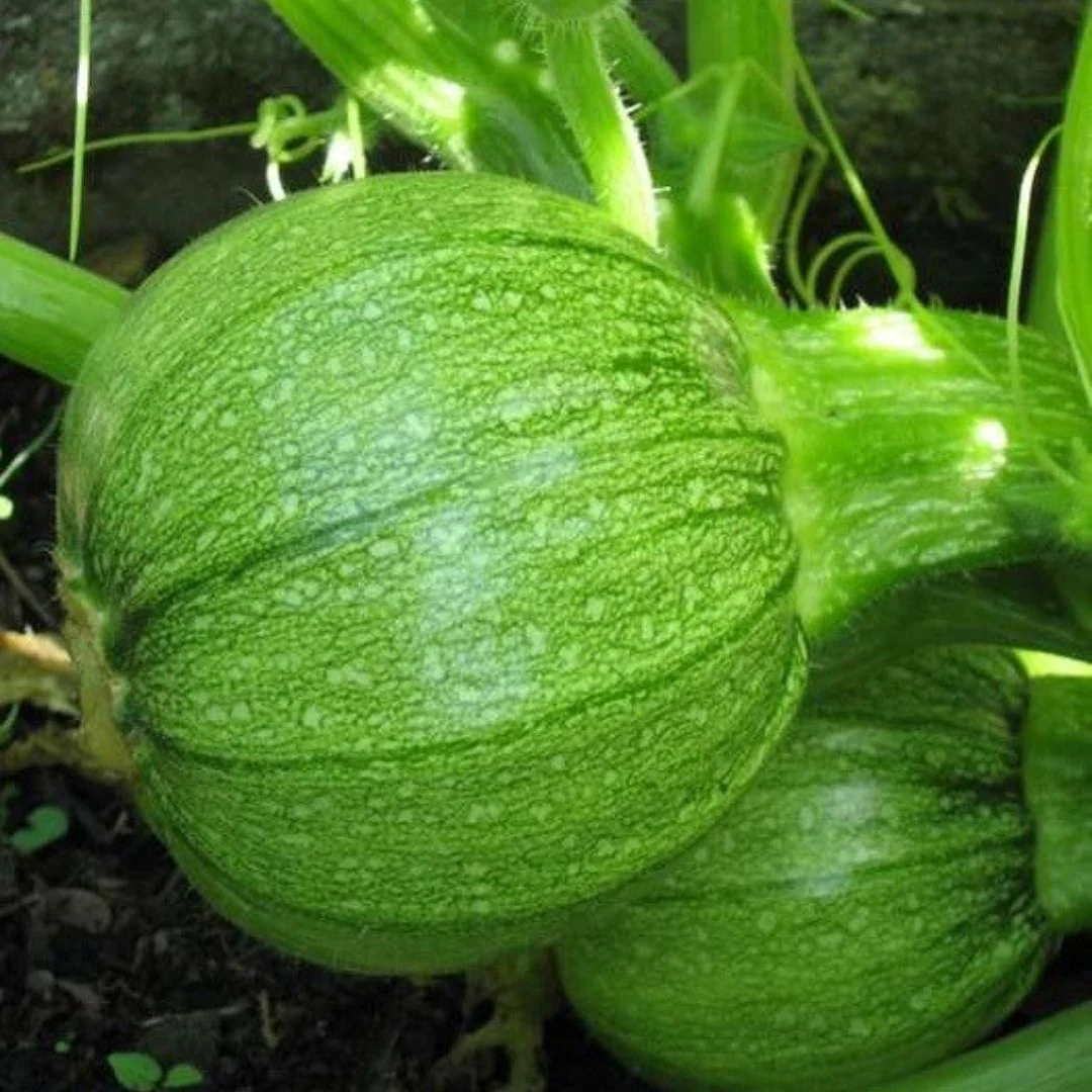 Squash Round (ٹینڈی کے بیج) – 20+ Seeds