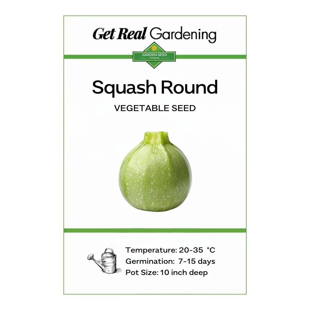 Squash Round (ٹینڈی کے بیج) – 20+ Seeds - Image 2