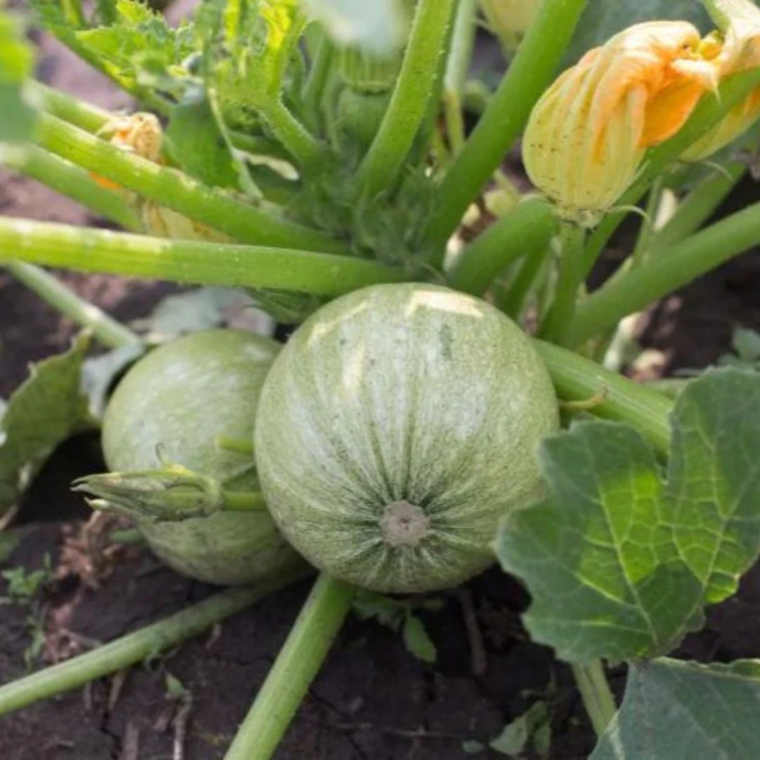 Squash Round (ٹینڈی کے بیج) – 20+ Seeds - Image 3