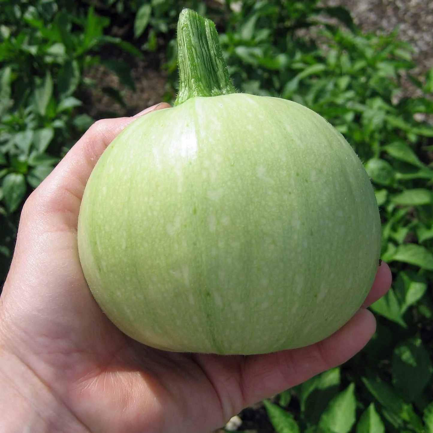 Squash Round (ٹینڈی کے بیج) – 20+ Seeds - Image 4