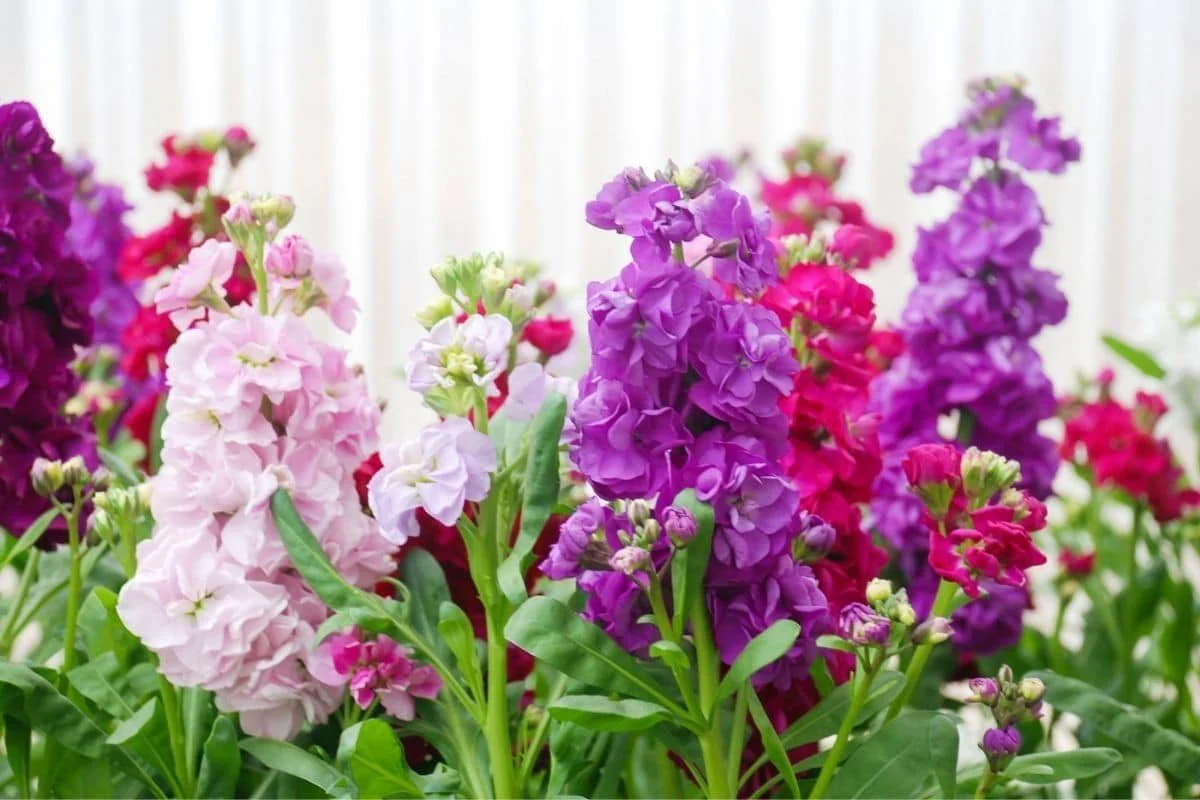 Stock Mix (گل سٹاک) – 50+ Seeds (WINTER) - Image 3