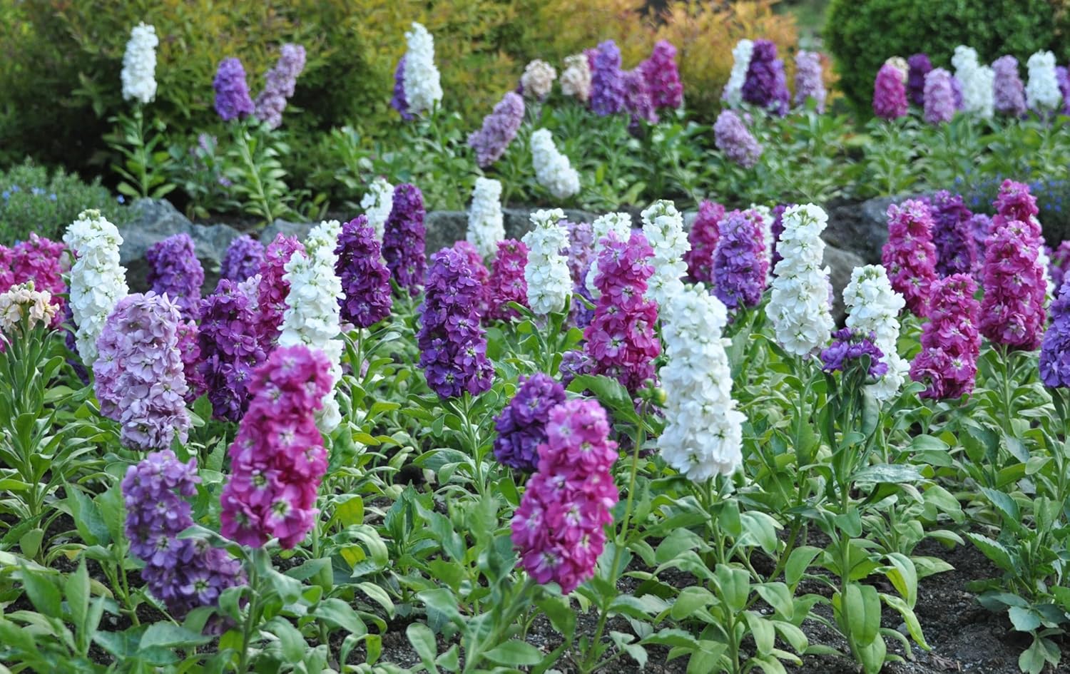 Stock Mix (گل سٹاک) – 50+ Seeds (WINTER) - Image 4