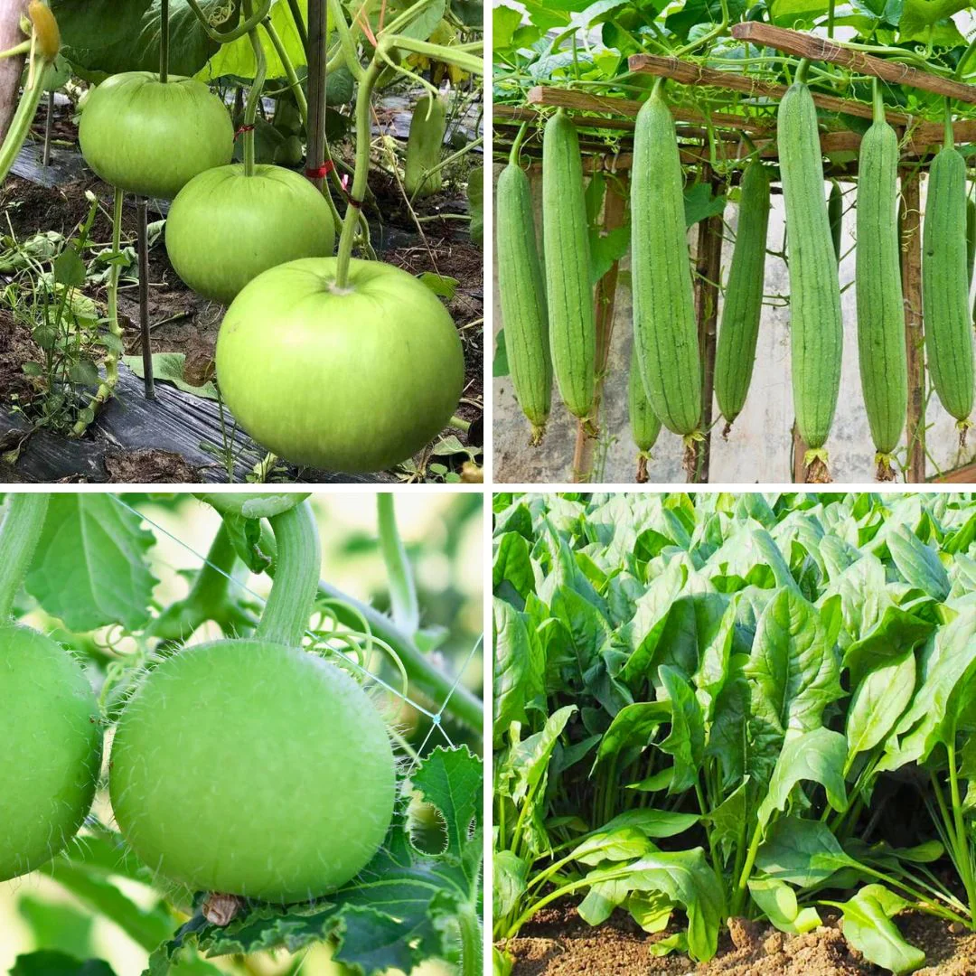 Summer Hybrid Vegetables Seeds (Pack of 12) – Random Variety - Image 3