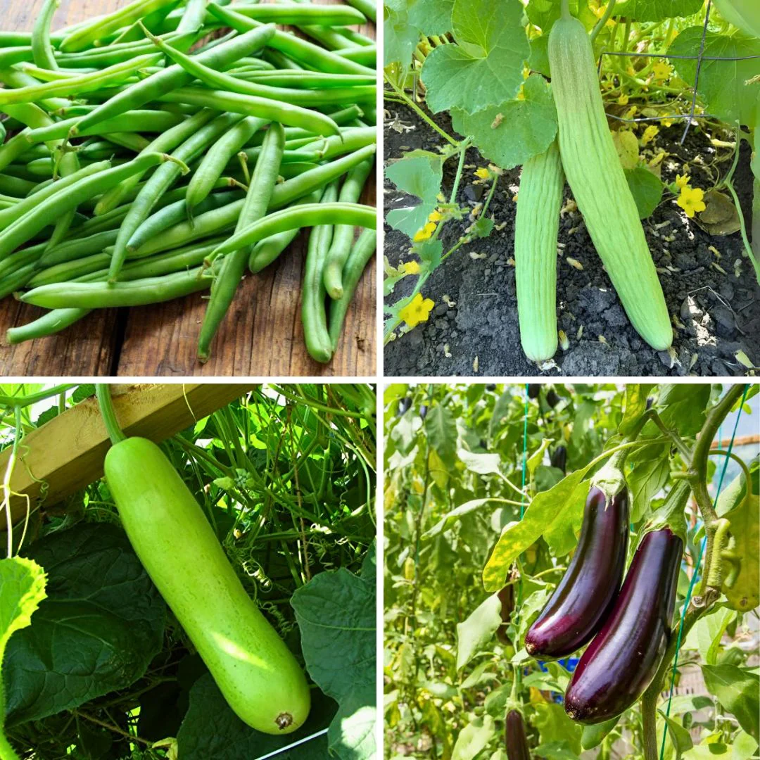 Summer Hybrid Vegetables Seeds (Pack of 12) – Random Variety - Image 4