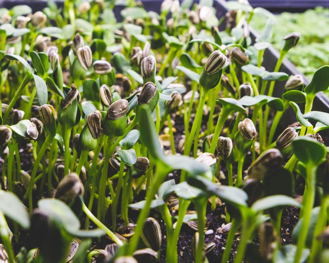 Sunflower: Microgreens Seeds - Image 3