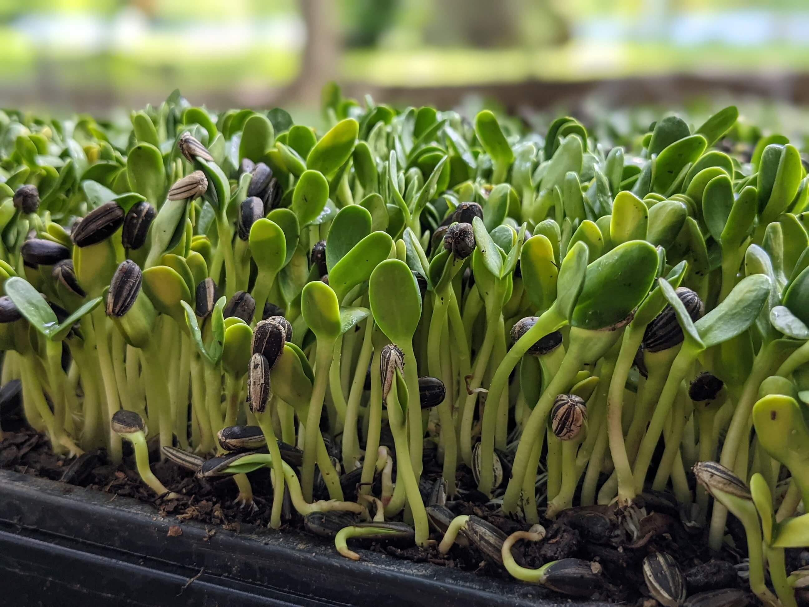 Sunflower: Microgreens Seeds - Image 4