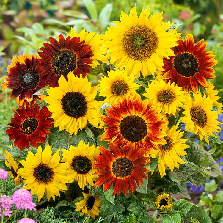 Sunflower (Mix) – Seeds - Image 3