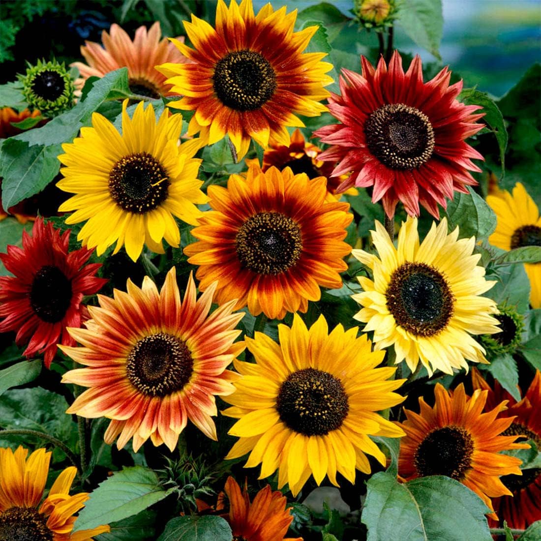 Sunflower (Mix) – Seeds - Image 4