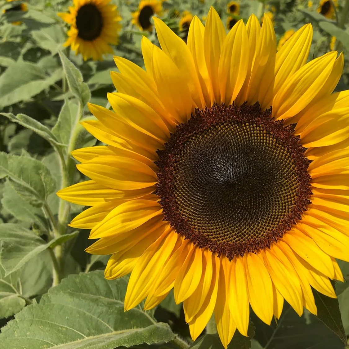 Sunflower Seeds