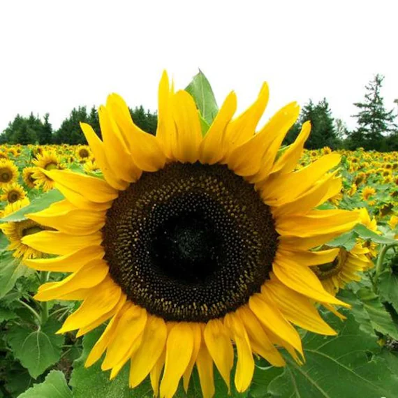 Sunflower Seeds - Image 2