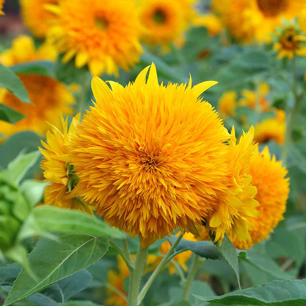 Sunflower Teddy Bear – 10+ Seeds - Image 2
