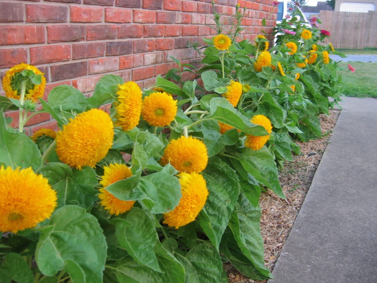 Sunflower Teddy Bear – 10+ Seeds - Image 3