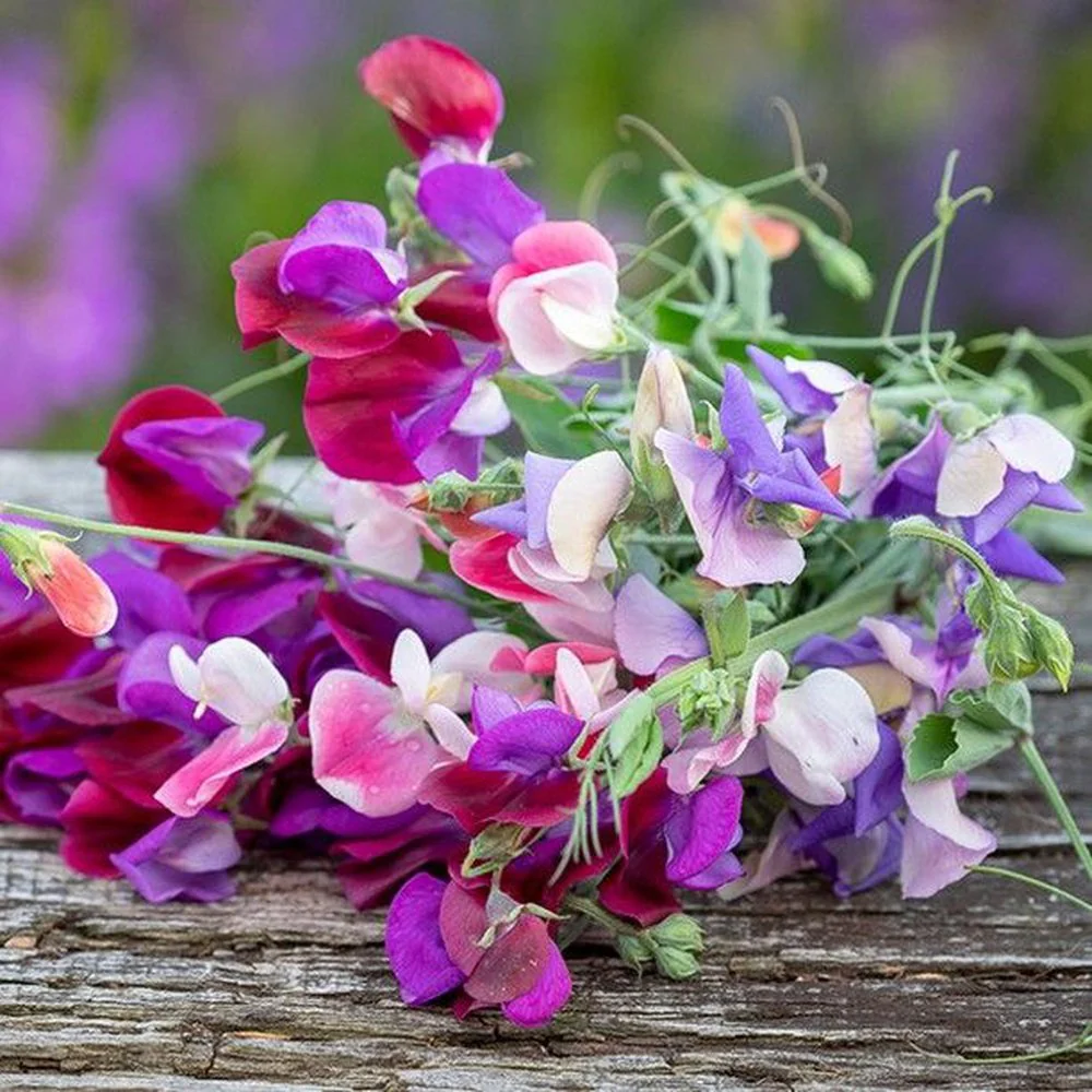 Sweet Pea Tall Mix (گل مٹر) – 10 Seeds (WINTER)