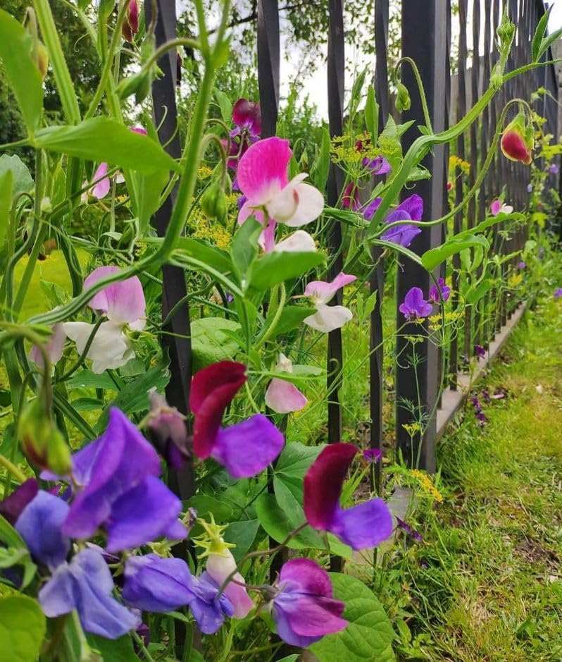 Sweet Pea Tall Mix (گل مٹر) – 10 Seeds (WINTER) - Image 3