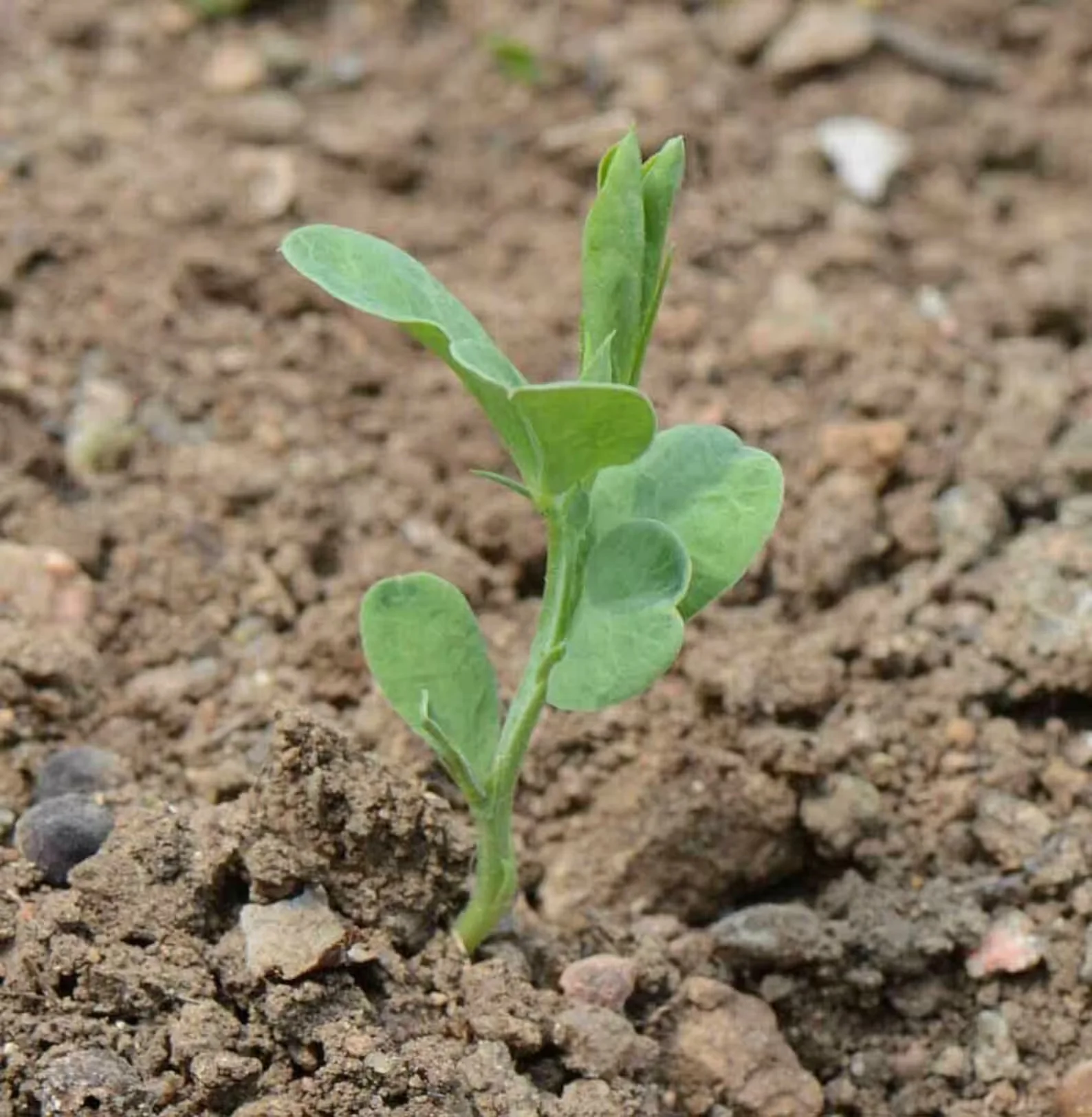 Sweet Pea Tall Mix (گل مٹر) – 10 Seeds (WINTER) - Image 4