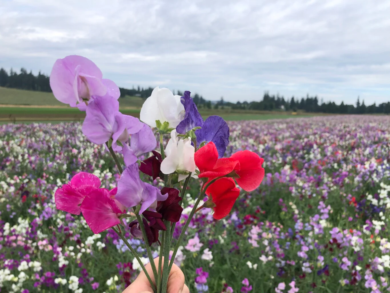 Sweet Pea Tall Mix (گل مٹر) – 10 Seeds (WINTER) - Image 5