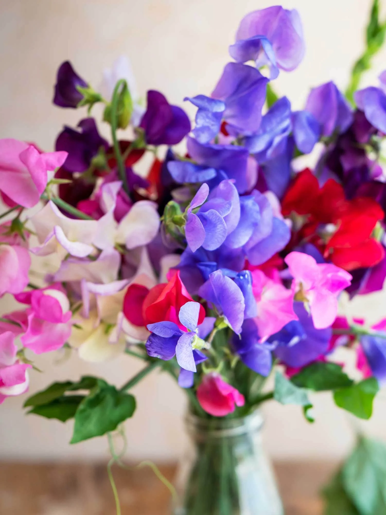 Sweet Pea Tall Mix (گل مٹر) – 10 Seeds (WINTER) - Image 6