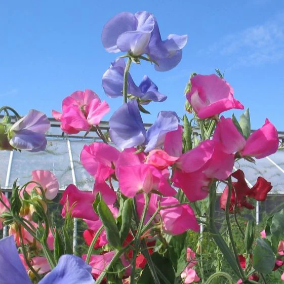 Sweet Pea Tall Mix (گل مٹر) – 10 Seeds (WINTER) - Image 7
