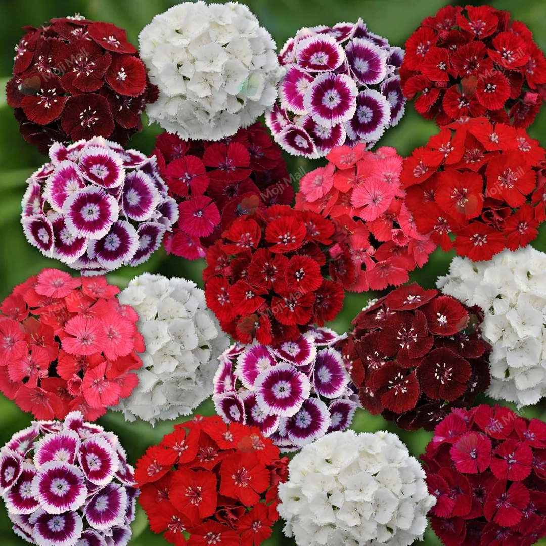 Sweet William Mix – 100+ Seeds