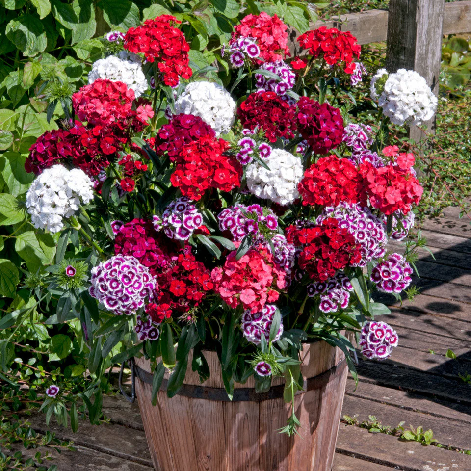 Sweet William Mix – 100+ Seeds - Image 2