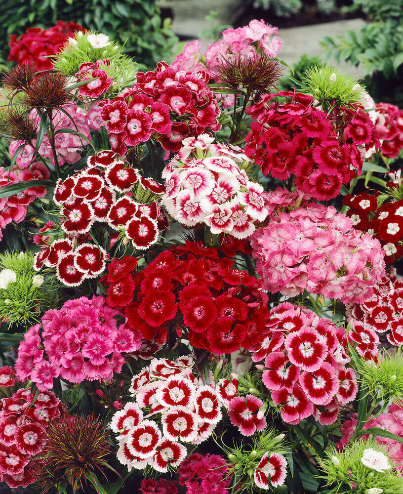 Sweet William Mix – 100+ Seeds - Image 3