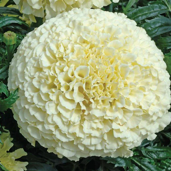 Tagetes (Vanilla) – F1 Hybrid Seeds (WINTER)