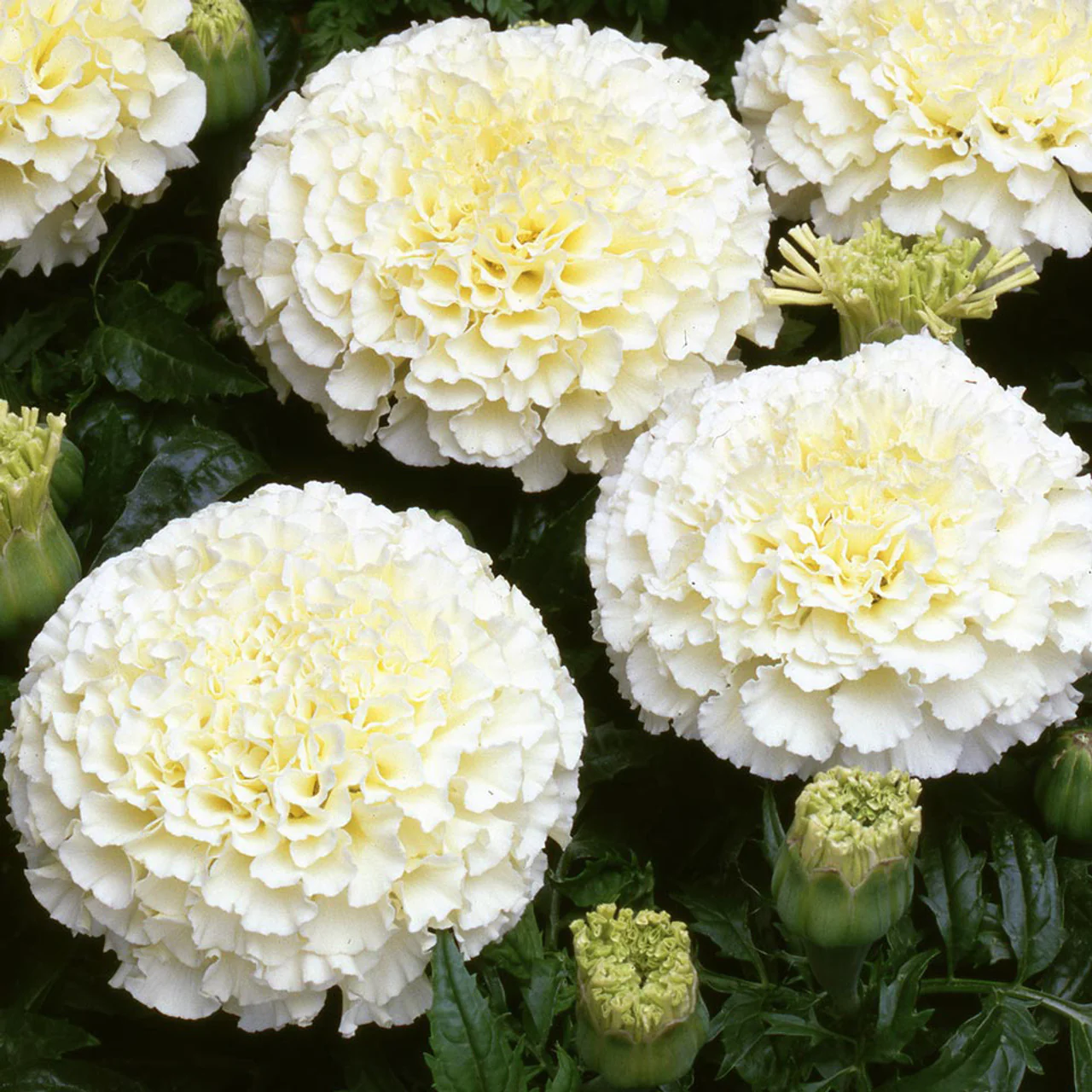 Tagetes (Vanilla) – F1 Hybrid Seeds (WINTER) - Image 2