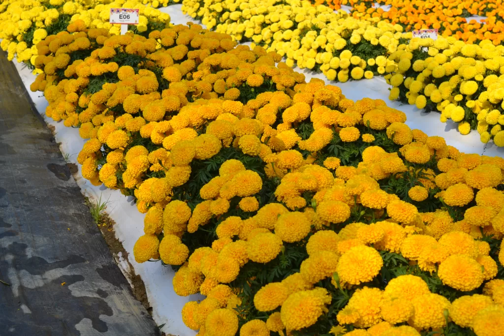 Tagetes (Gold) – F1 Hybrid Seeds - Image 2