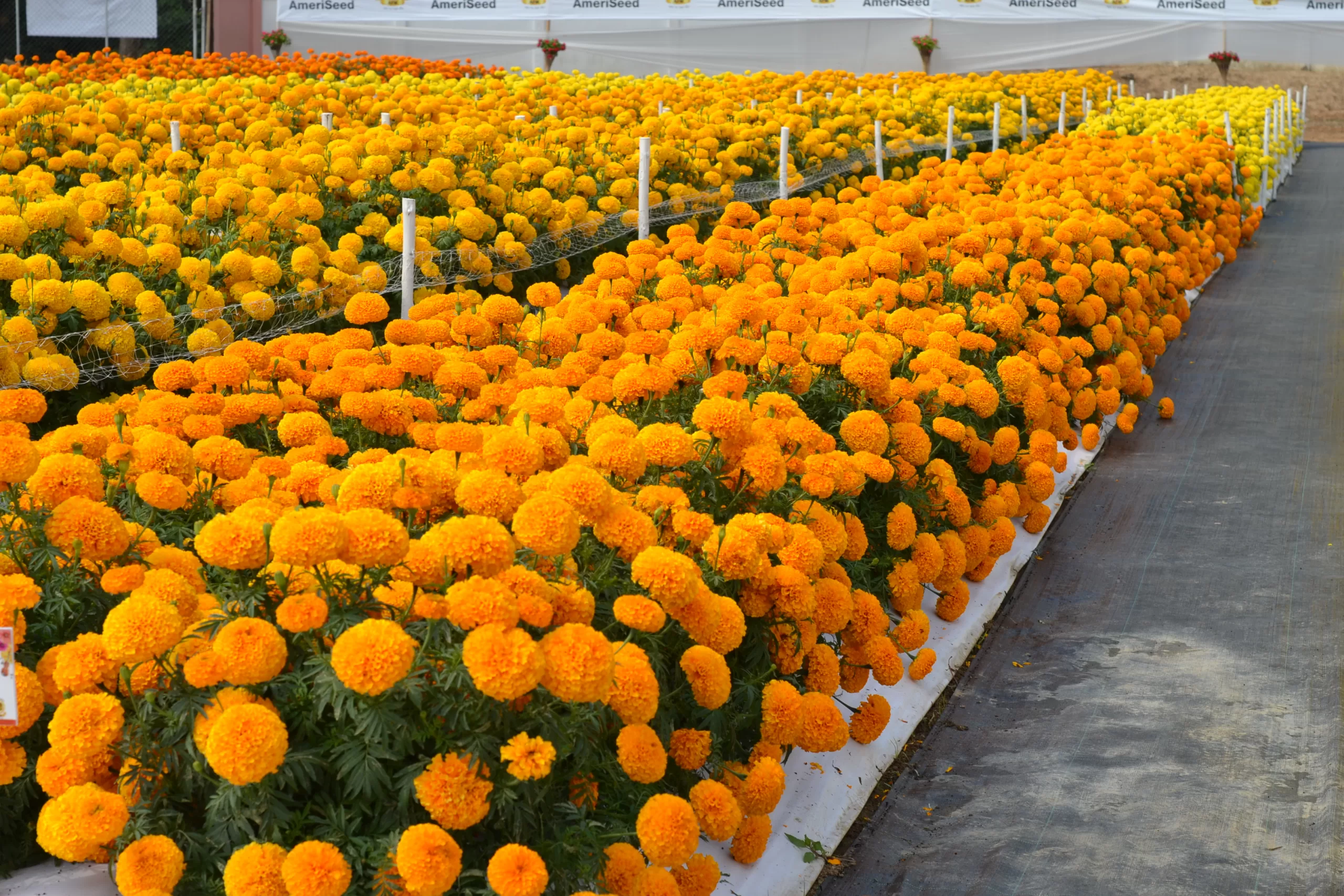 Tagetes (Orange) – F1 Hybrid Seeds - Image 2