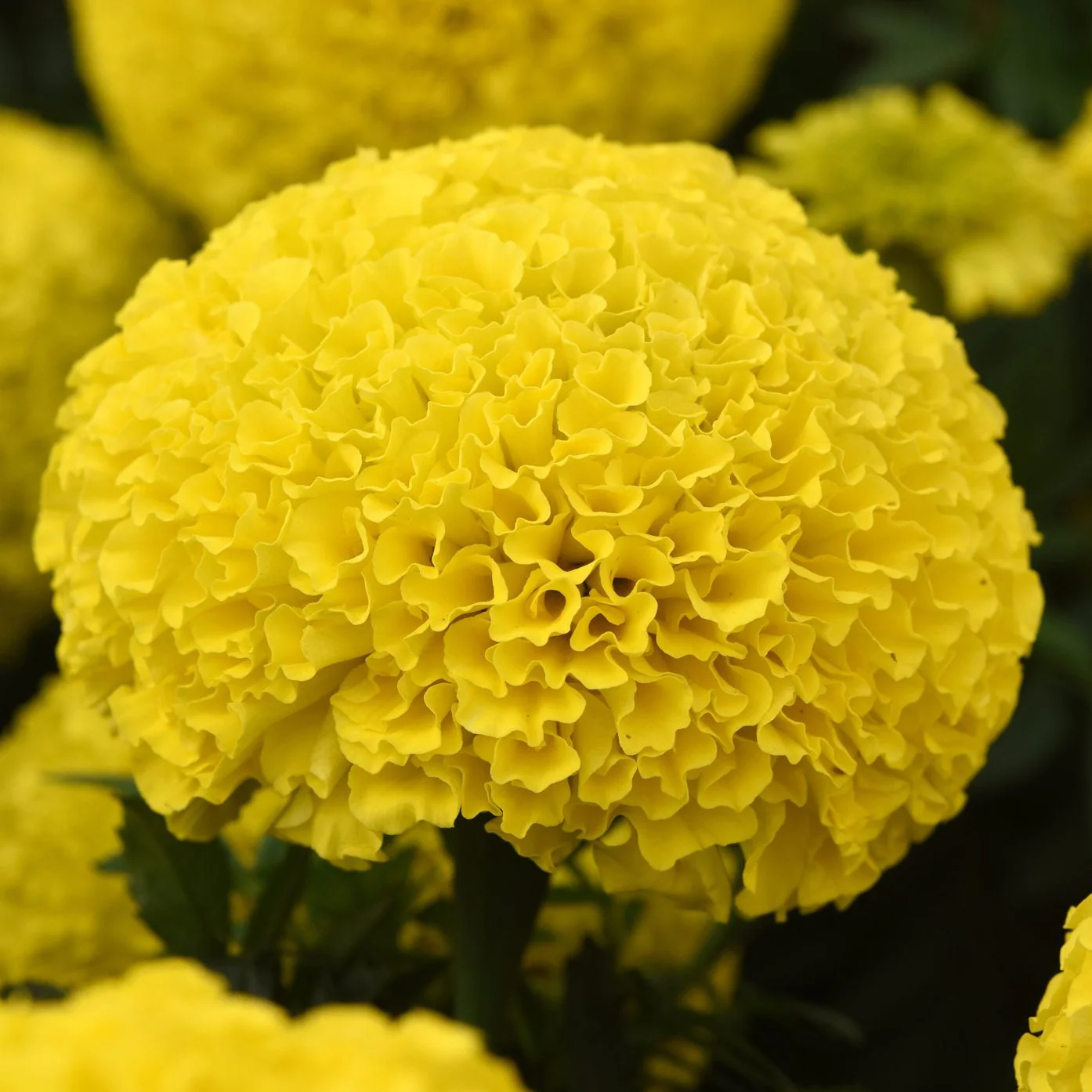 Tagetes (Yellow) – F1 Hybrid Seeds