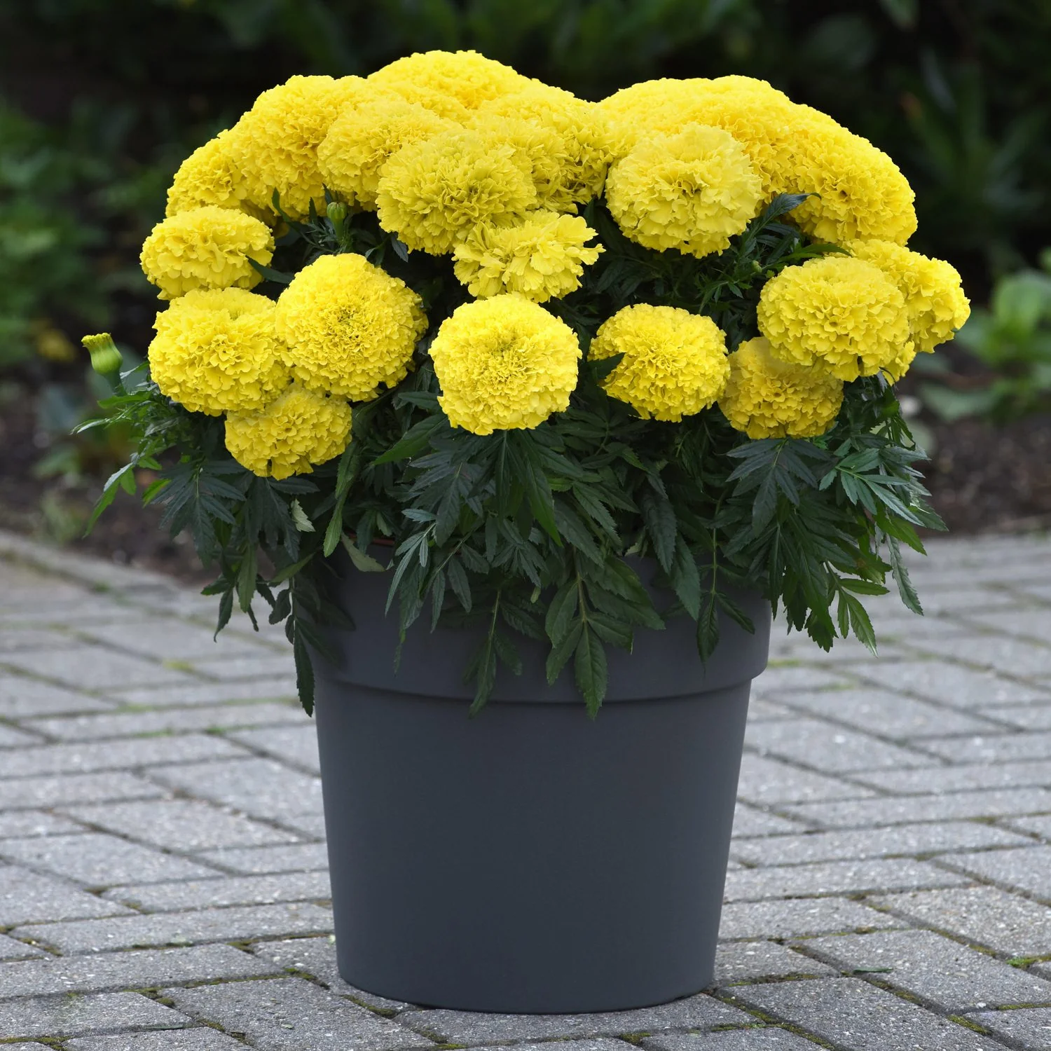 Tagetes (Yellow) – F1 Hybrid Seeds - Image 2