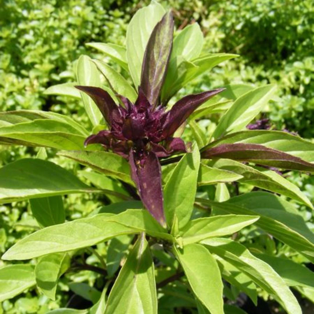 Thai Basil – 150+ Seeds - Image 3