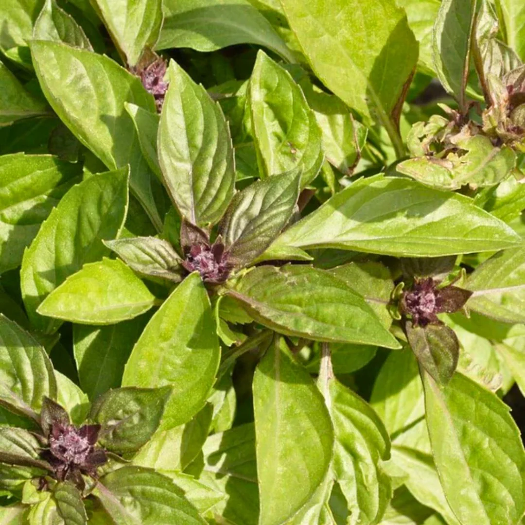 Thai Basil – 150+ Seeds - Image 4