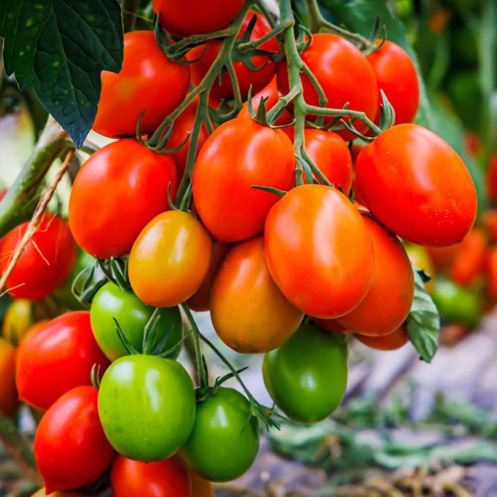 Tomato – F1 Hybrid 30+ Seeds - Image 3