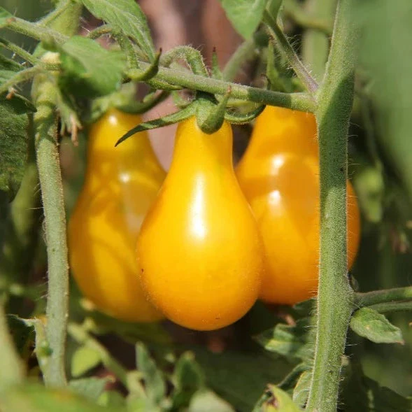Tomato Cherry (Yellow) – Pear Shaped 25+ Seeds - Image 3