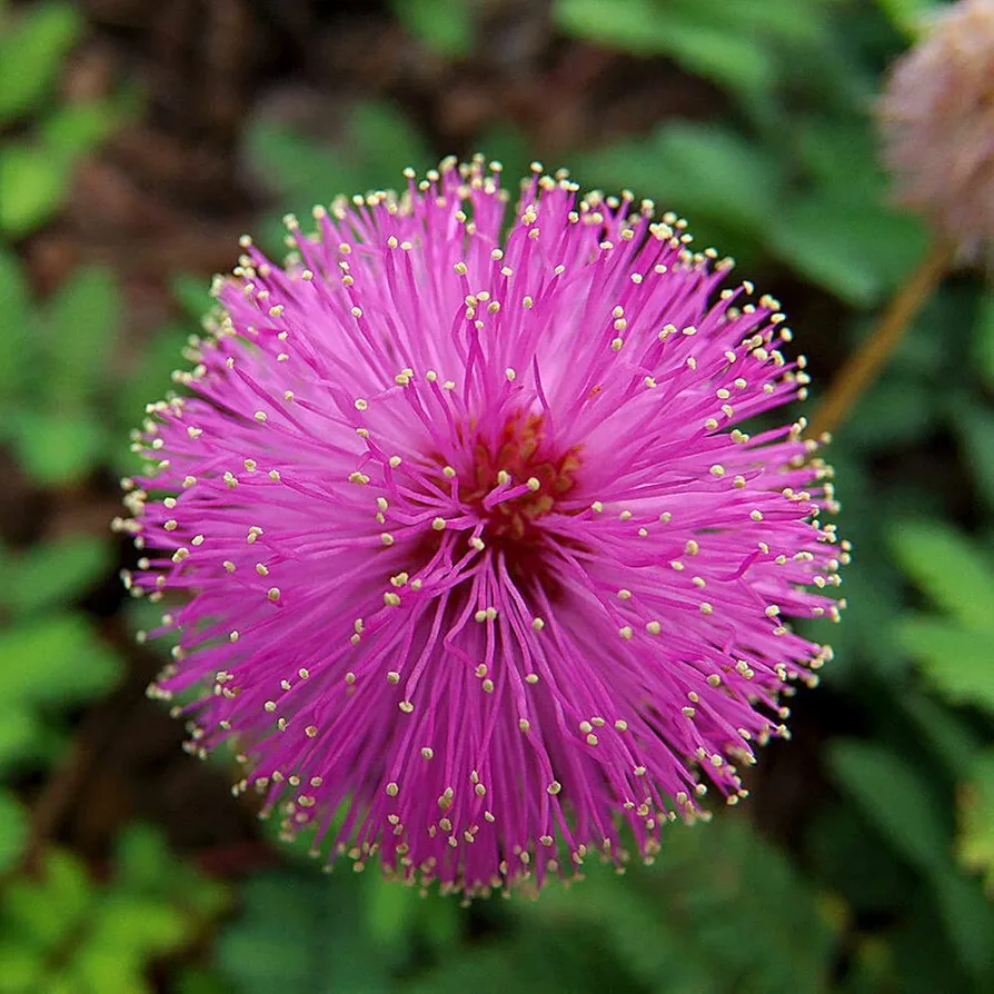 Touch me not – 20+ Seeds