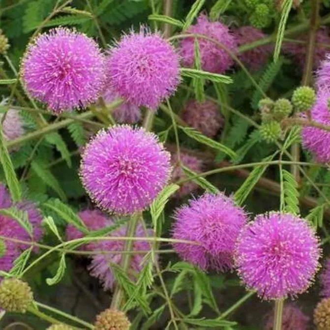 Touch me not – 20+ Seeds - Image 2