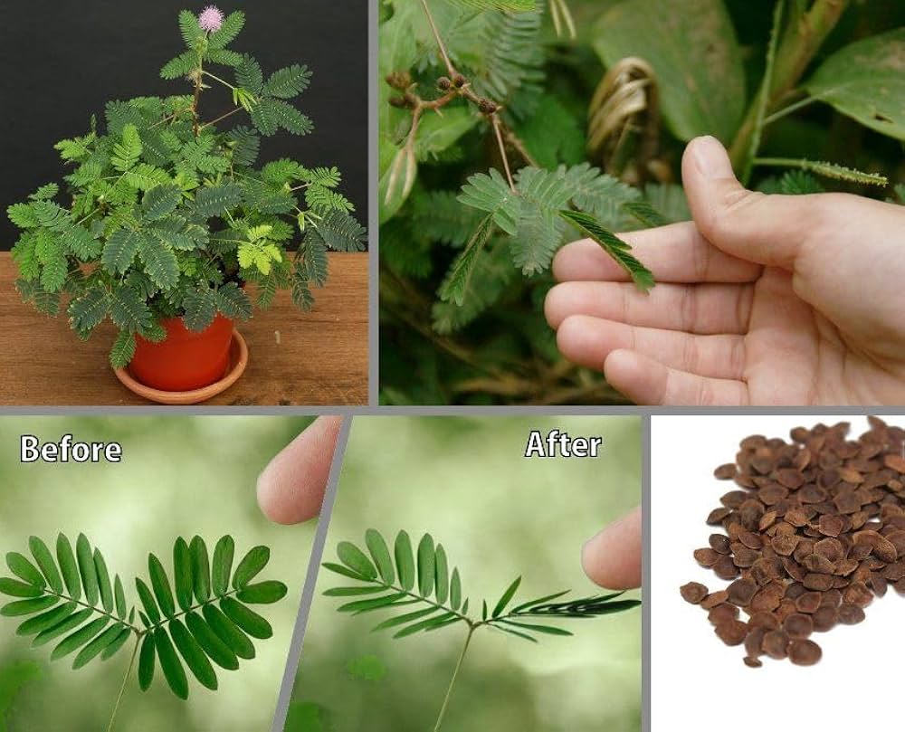 Touch me not – 20+ Seeds - Image 3
