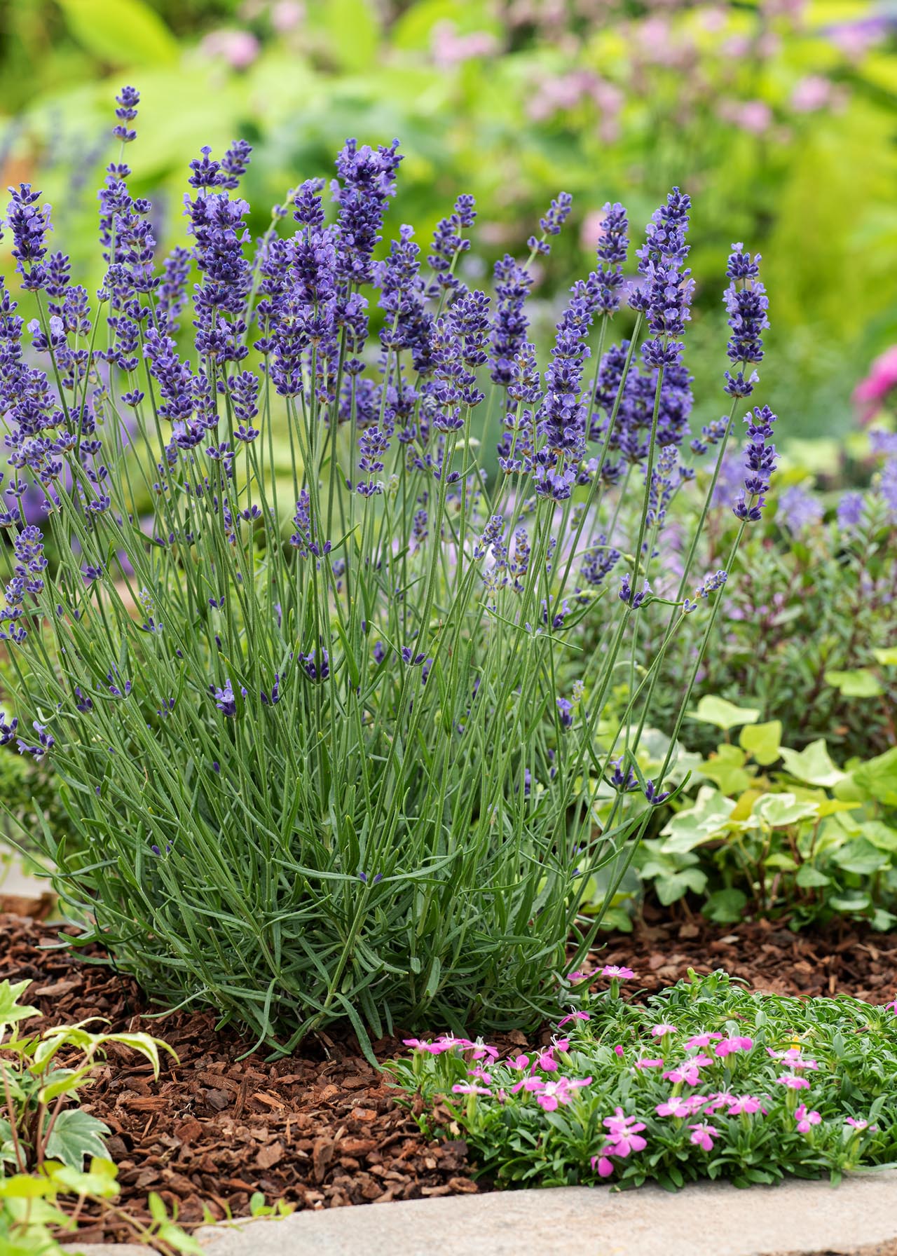 True Lavender – Royal Seeds (imported - Limited Stock) - Image 4