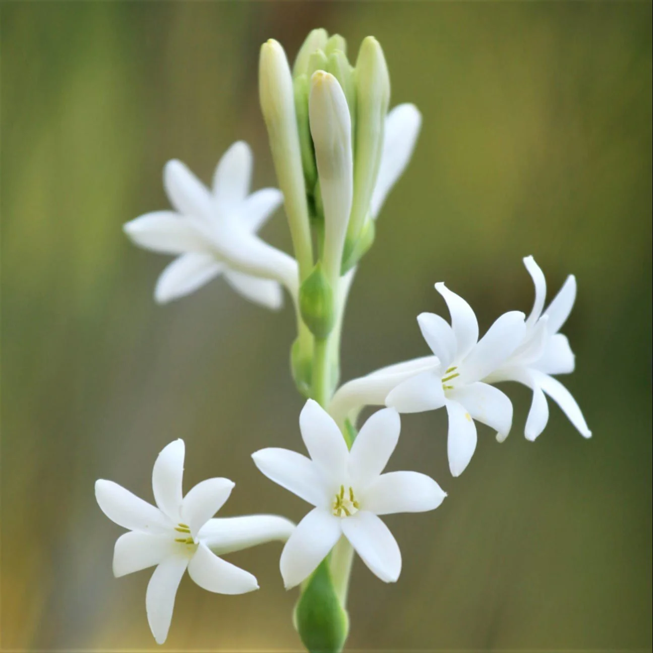 Tuberose (گلِ شبو) – Fragrant Flower Bulbs