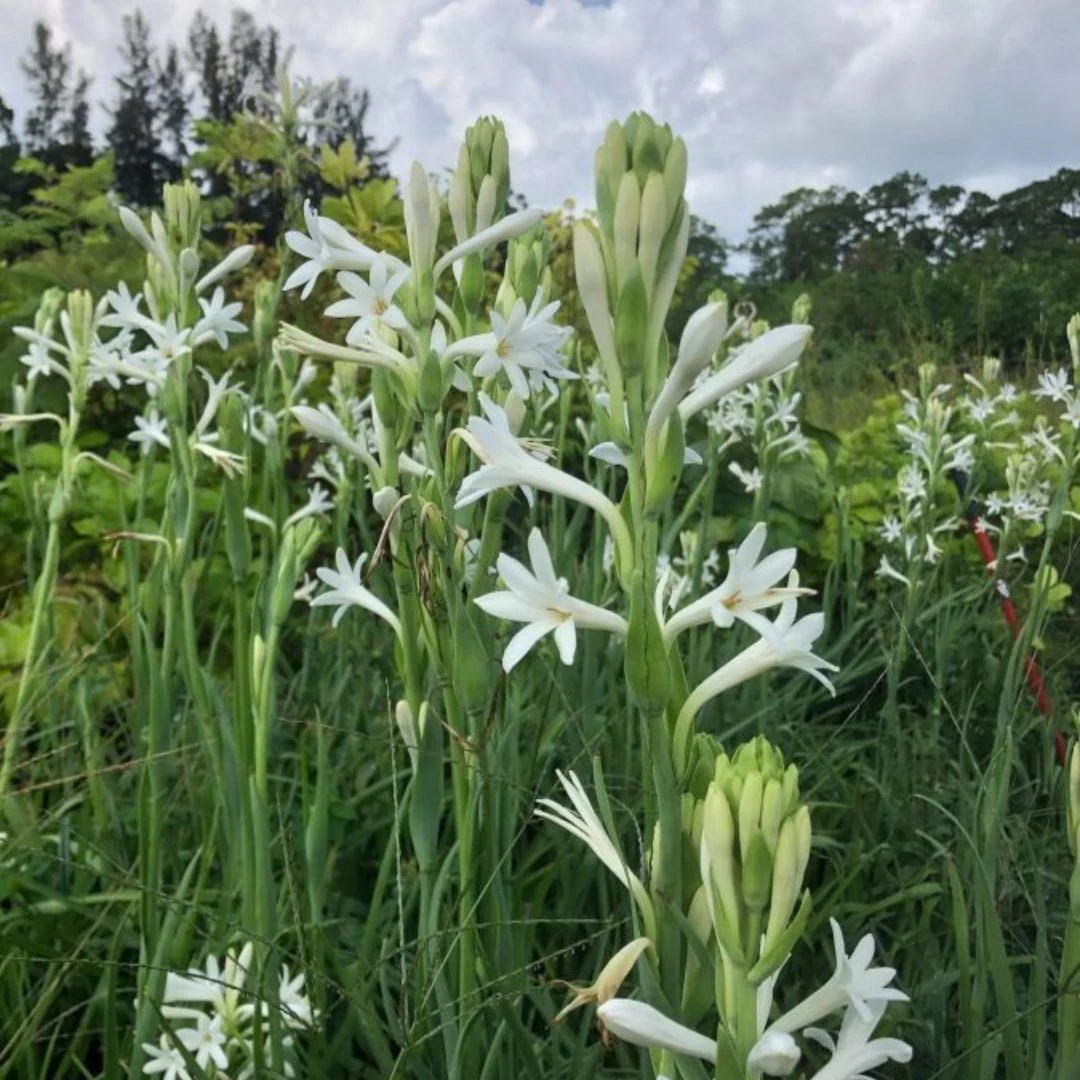 Tuberose (گلِ شبو) – Fragrant Flower Bulbs - Image 2