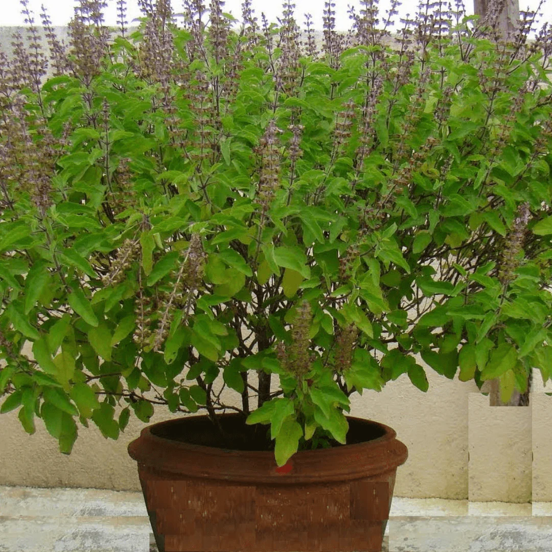 Tulsi (Holy Basil) – 50+ Seeds - Image 4