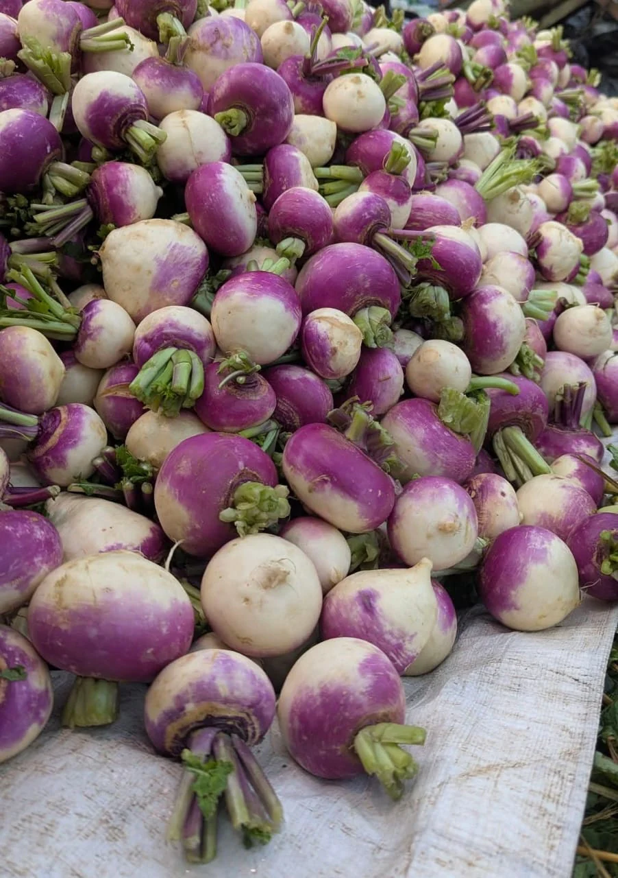 Turnip Purple – F1 Hybrid 200+ Seeds - Image 3