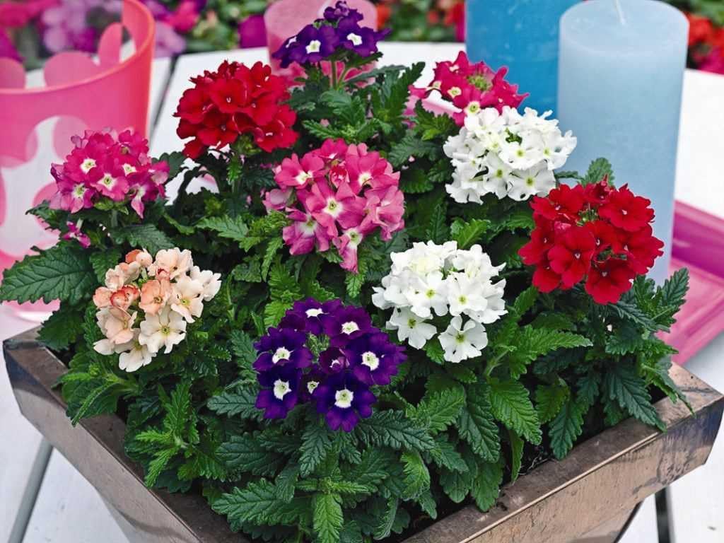 Verbena Hybrid Mix – 35+Seeds (WINTER) - Image 3