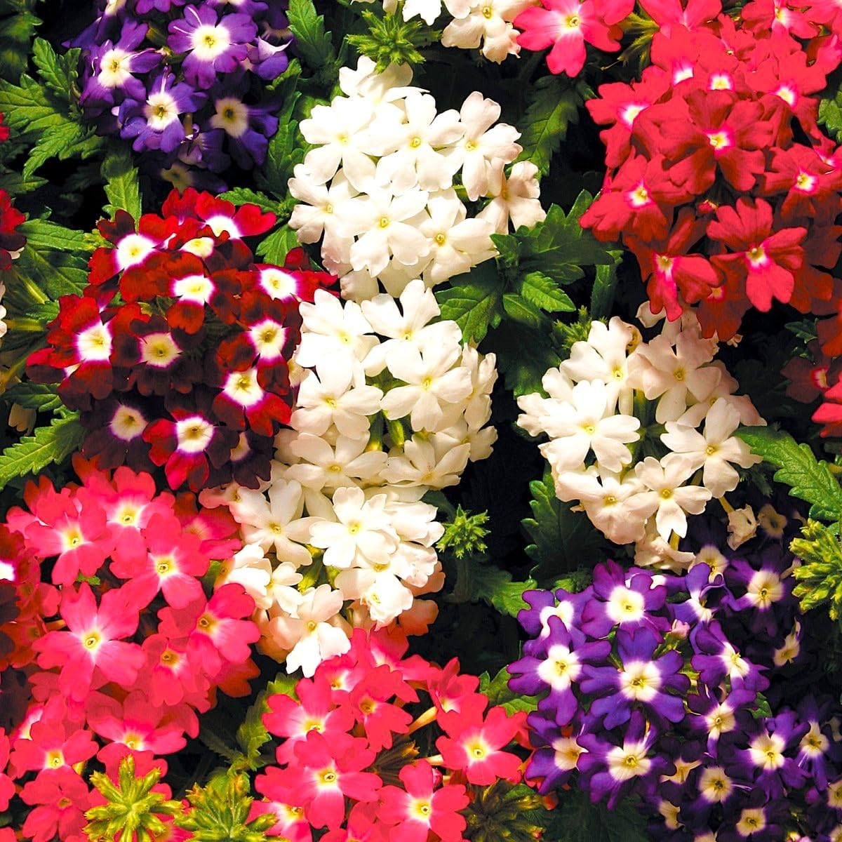 Verbena Hybrid Mix – 35+Seeds (WINTER) - Image 4