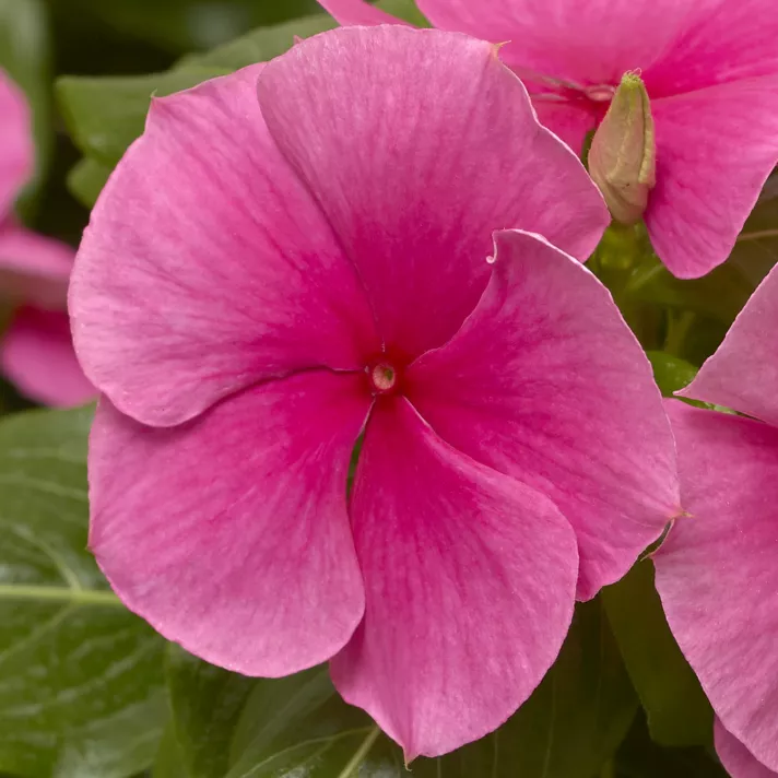 Vinca (Deep Pink) – 20+ Seeds